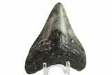 Fossil Megalodon Tooth - North Carolina #152989-2